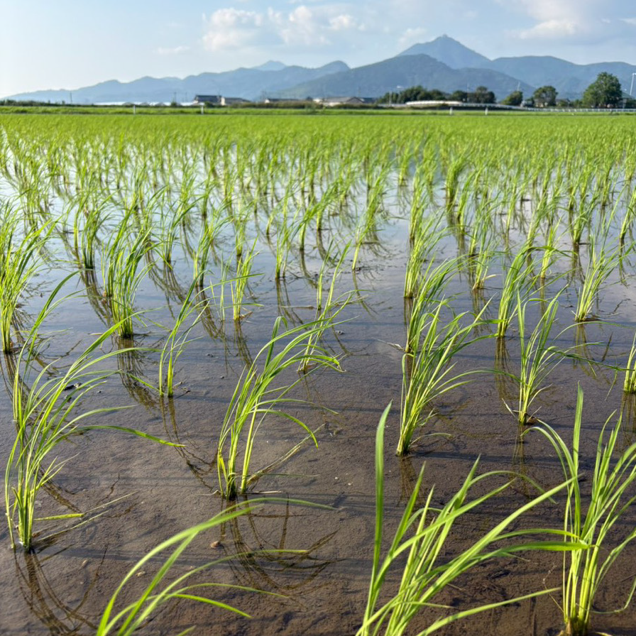 産地直送
